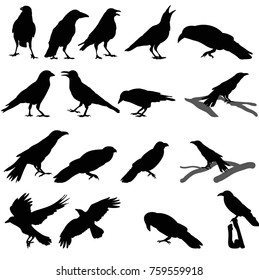 a collection of silhouettes of birds, crows