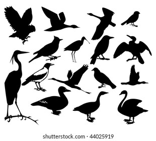 Collection of silhouettes of birds. Vector illustration