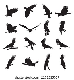 Collection of silhouettes of black palm cockatoo