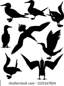 Collection of silhouettes of blue-footed boobies