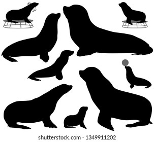 Collection of silhouettes of california sea lions