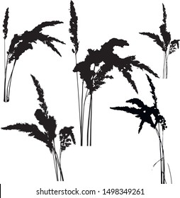 A collection of silhouettes of curved spikelets on thin stems. Close-up of grass. Spikelet grass. Elegant plant. Long thin stems. Grass whisk. Isolated vector illustration. Black on white.