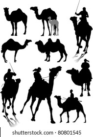 Collection Silhouettes Different Breeds Camels Vector Stock Vector