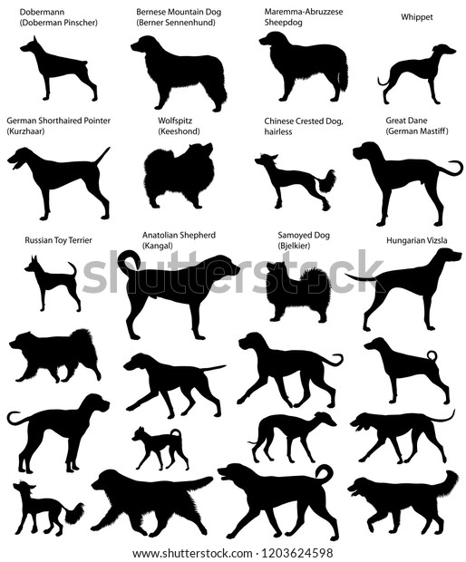 Collection Silhouettes Different Breeds Dogs Stock Vector Royalty