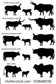 Collection of silhouettes of different species of cattle: common european, texas longhorn, highland (scottish), watusi (ankole-watusi), zebu