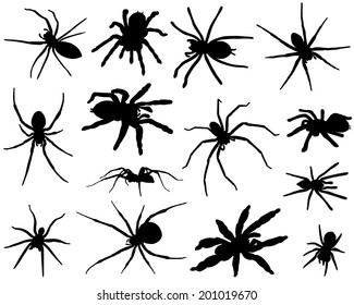 Collection of silhouettes of different species of spiders