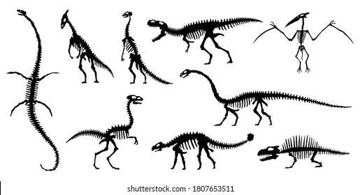 Sammlung von Silhouetten von Dinosaurier-Skeletten. Vektor handgezeichnet Dino Skelette. Dinosaurier Knochen, zeigen Fossilien im Museum. Sketch Set Velociraptor, Diplodocus, Parasaurolophus usw.