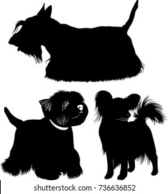 collection silhouettes of dogs West Highland White Terrier, papillon dog, Scotch Terrier