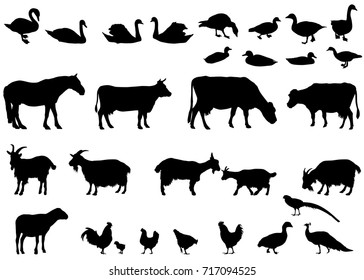 Collection of silhouettes of domestic animals - farm animals