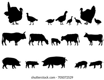 Collection of silhouettes of farm animals - turkeys, cows and pigs