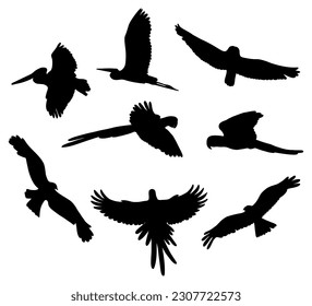Collection silhouettes flying birds. Beautiful tropical feathered parrots, pelican, macaw, raven, owl. Vector illustration. Isolated elements on white background for design, decor