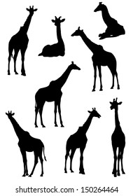 Collection of silhouettes of giraffes