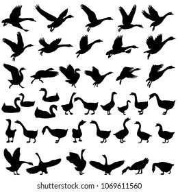 Collection Silhouettes Gooses Stock Vector (Royalty Free) 1069611560 ...