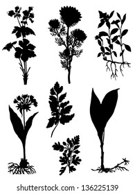 Collection of silhouettes of herbs