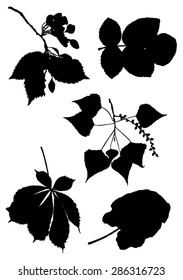 Collection of silhouettes of leaves