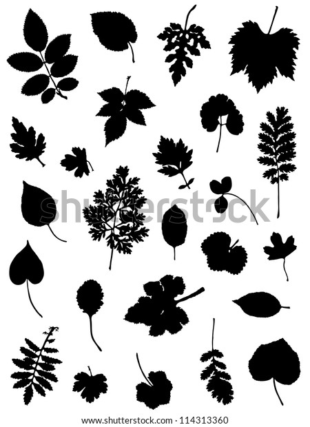 Collection Silhouettes Leaves Stock Vector (Royalty Free) 114313360 ...