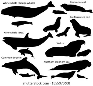 Collection of silhouettes of marine mammals and its cubs: california sea lion, common seal, walrus, northern elephant seal, white whale (beluga), killer whale (orca), common dolphin