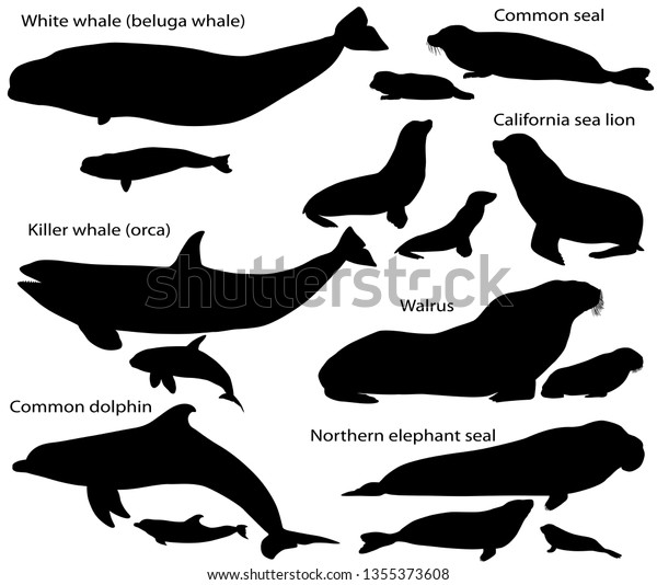 Collection of\
silhouettes of marine mammals and its cubs: california sea lion,\
common seal, walrus, northern elephant seal, white whale (beluga),\
killer whale (orca), common\
dolphin