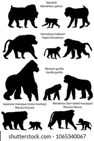 Collection of silhouettes of monkeys living in the territory of Africa and Asia: wanderoo (lion-tailed macaque), japanese macaque (snow monkey), gorilla, hamadryas baboon, mandrill
