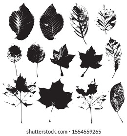 Collection of silhouettes of natural leaves on a white background. Vector illustration Isolated objects on a white background.