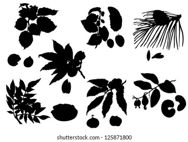 Collection of silhouettes of nuts