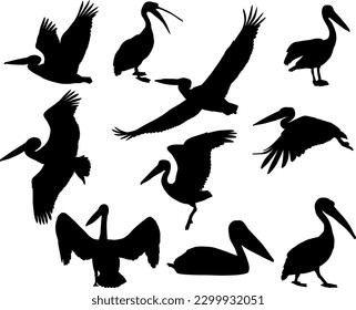 Colección de siluetas de aves pelícanas