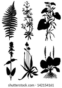 Collection of silhouettes of plants