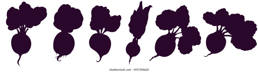Collection of Silhouettes of Root or Beetroot, Vegetable with Leaves. Freehand drawing. Vector illustration. Summer season.