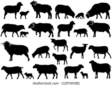 Collection of silhouettes of sheeps, rams and lambs