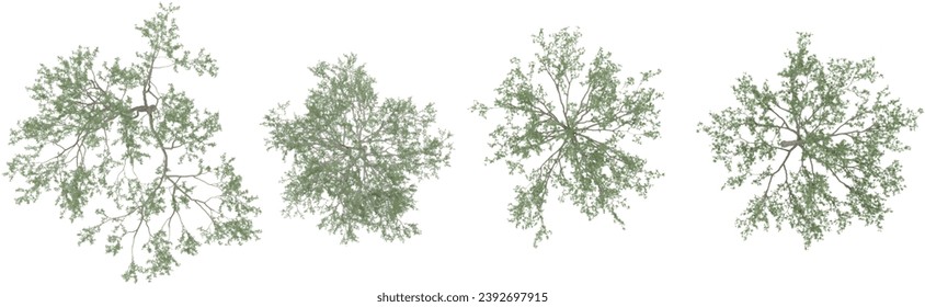 Collection of Silver birch trees isolated on white background, tropical trees isolated used for design,top veiw, advertising and architecture