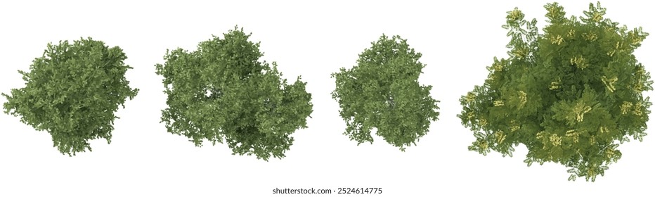 Collection of silver birch,Gleditsia plants with transparent background from the top view