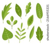 Collection of simple leaves. Design template. Flat vector illustration isolated on white background.