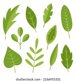 Collection of simple leaves. Design template. Flat vector illustration isolated on white background.