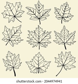 Collection of simplicity maple leaf freehand drawing flat design. Vector illustration.
