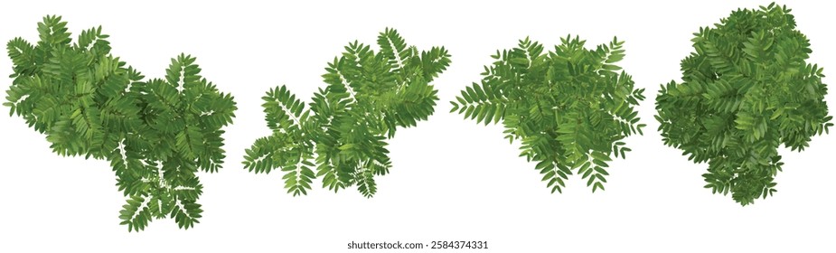 Collection of sinensis plants on transparent background from the top view