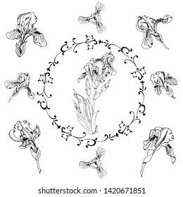 Collection with single buds and bouquet of iris flowers. Hand drawn ink sketch. Set of monochrome elements isolated on white background