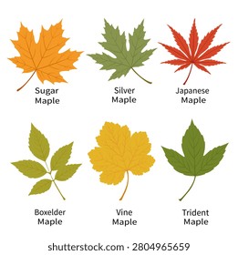 Collection of six autumn maple leaves featuring different tree species with labels. Ideal for botanical education, forestry, gardening, seasonal projects, nature guides, and classroom materials.