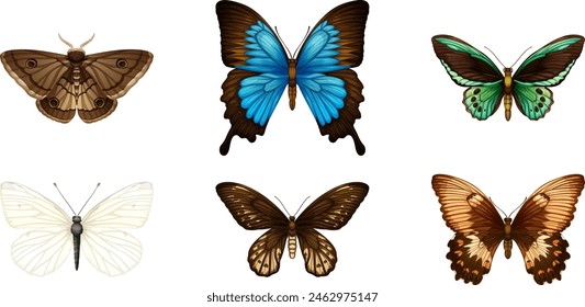 Colección de seis Ilustraciones vectoriales de mariposa diferentes