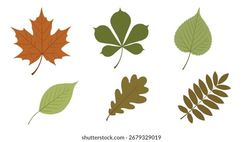Una colección de seis tipos distintos de hojas de árbol en varios colores y Formas.
