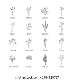 Collection of sixteen dried flowers: Lavender, Gomphrene, Eucalyptus, Craspedia, Lagurus, Ruscus, Cotton, Gypsophila, Pampas, Protea, Echinops, Banksia, Hortensia, Palma, Nigella. Editable line.