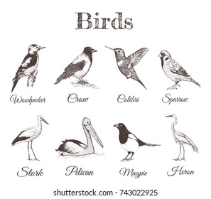 A collection of sketch drawings of birds. Illustrations for your design. variety of birds Magpie, Crow, Hummingbird, Pelican, Sparrow, Stork, Heron, Woodpecker.