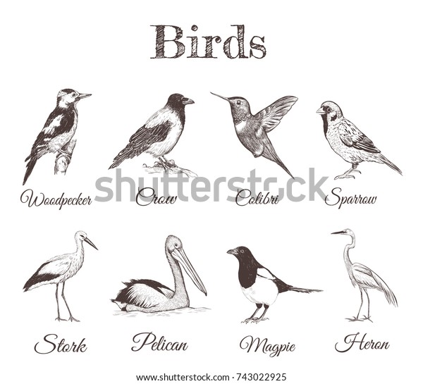 鳥のスケッチ図のコレクション デザインのイラスト 鳥のマグピー カラス ハミングバード ペリカン スズメ コウノトリ ヘロン ウッドペッカーなど さまざまな種類がある のベクター画像素材 ロイヤリティフリー