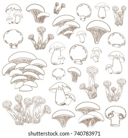 collection of sketch mushrooms for your design