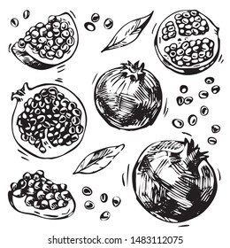 Collection of sketch pomegranates. Hand-drawn pomegranates. Engraving style. Design, menu, packaging, juice, advertising. Vector illustration