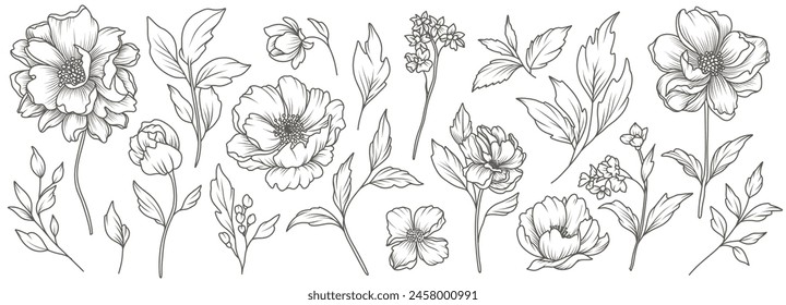 Collection of sketches of blooming floral plants. Hand drawn vintage peony flowers and leaves in line art style. Vector botanical engraving on white background