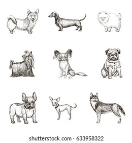 
A collection of sketches breed dogs. Isolated hand drawings.