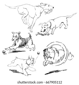 A collection of sketches breed dogs. Isolated hand drawings. Animal concept