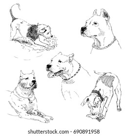 A collection of sketches breed dogs. Isolated hand drawings. Animal concept