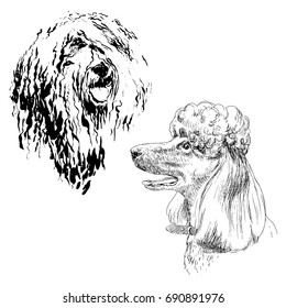 A collection of sketches breed dogs. Isolated hand drawings. Animal concept