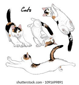 A collection of sketches of cats in different poses. Hand drawn vector illustration of animals.
